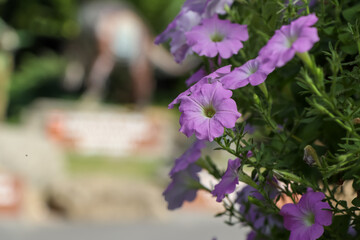 Petunia hybrida Vilm flower are blooming in the garden 