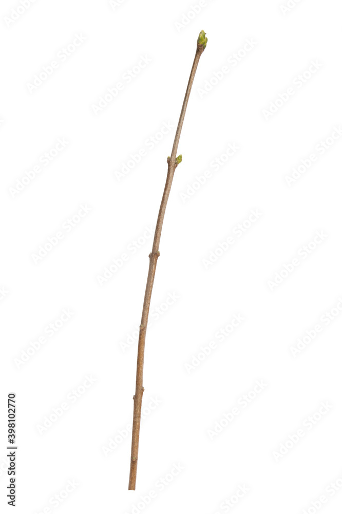 Poster tree branch without leaves isolated on white background