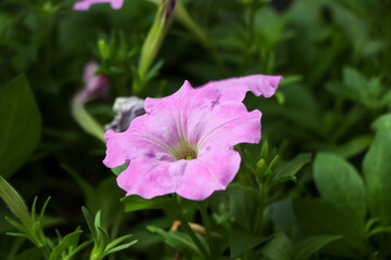 Petunia hybrida Vilm flower are blooming in the garden 