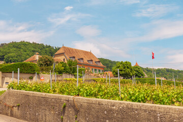 Fototapeta na wymiar Swiss vineyards in summer. Rohl, canton of Vaud, Switzerland. Rural landscapes