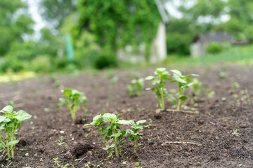 young crop of greenery on the garden plot, the concept of clean products