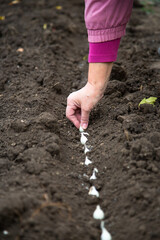 woman's hand is planting onions in the ground