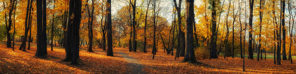 Obraz premium bright colors of October. wide panoramic view of a deserted autumn city park with a lawn under fallen leaves and a pedestrian path between tall trees