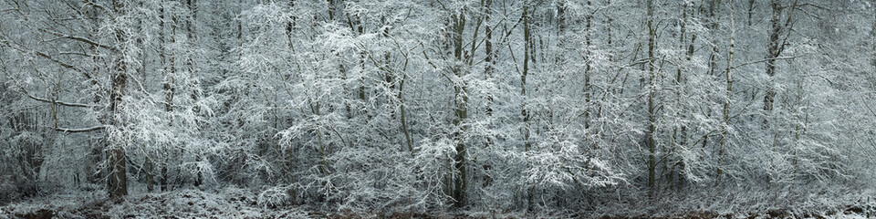 a wide panoramic view of a snow-covered dense deciduous forest with frost on bare trees. beautiful cold winter landscape