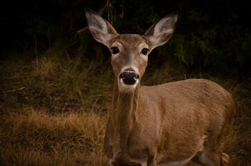 whitetail face