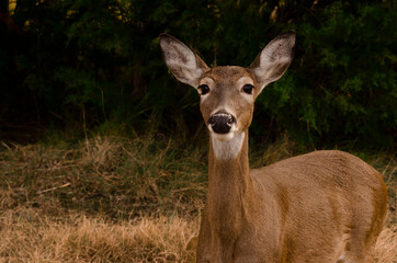 female deer close up