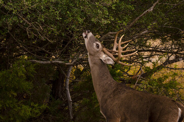 whitetail buck stretches to feed on tree leafs in the early autumn