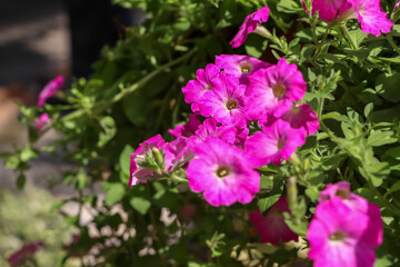 Petunia hybrida Vilm flower are blooming in the garden 