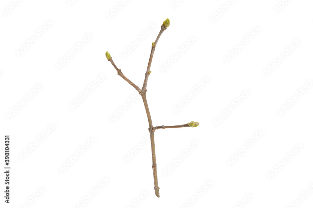 Poster tree branch without leaves isolated on white background