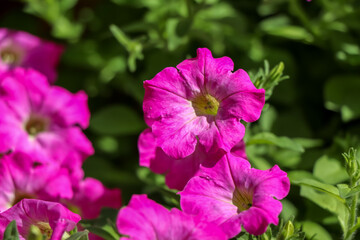 Fototapeta premium Petunia hybrida Vilm flower are blooming in the garden 