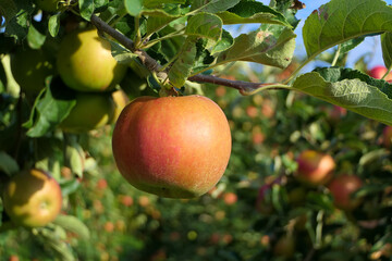 Apple plantation with bright crisp apple on the branch in the foreground