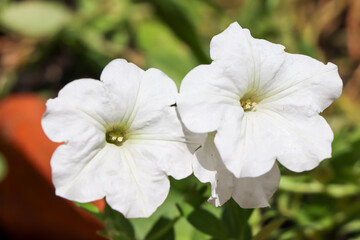 Petunia hybrida Vilm flower are blooming in the garden 