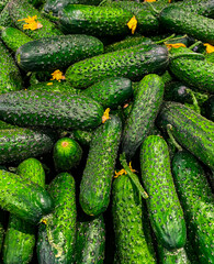 Delicious vegetables at the weekend market . Green juicy cucumbers