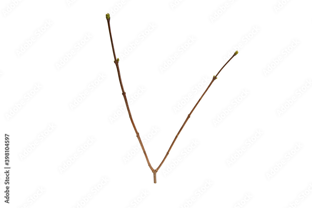 Poster tree branch without leaves isolated on white background