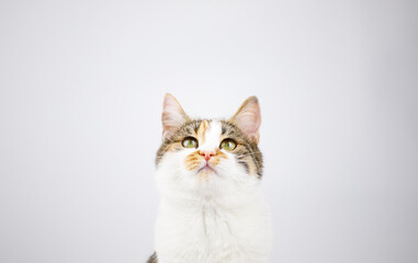 cat have collar and portrait studio on white background.