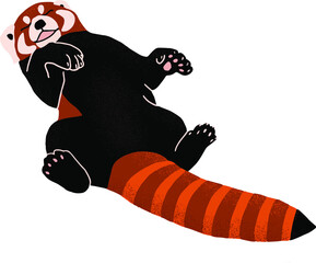 red panda red  cute animal animal laying back chilling having fun isolated nature belly wildlife wild protected animal cute little one adorable sweet  red tail © Lena