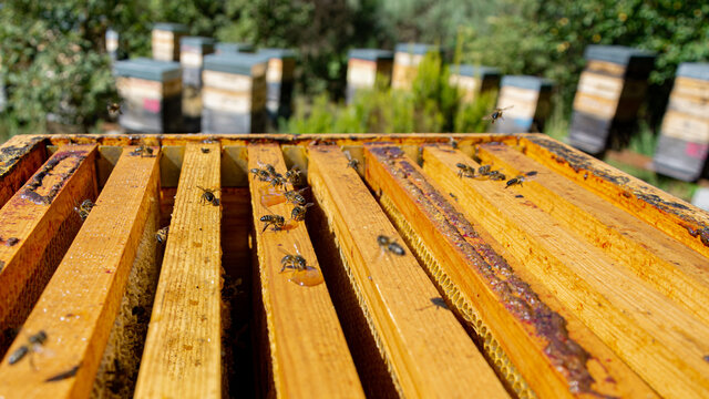 Bees in a comb producing honey, selective focus shot on bees © Joe McUbed