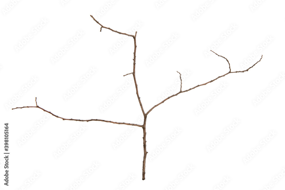 Poster tree branch without leaves isolated on white background