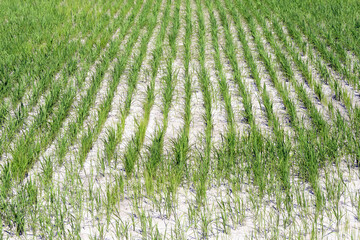 Closeup of growing rice paddy