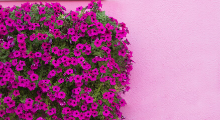 Beautiful flowers on a pink wall background