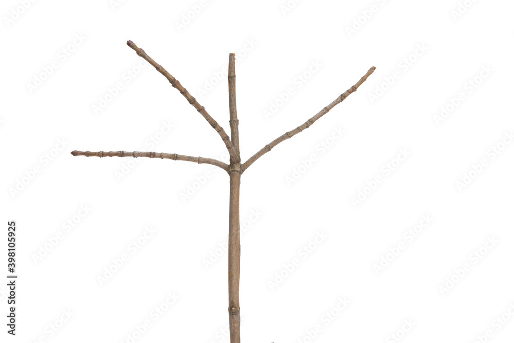 Poster tree branch without leaves isolated on white background