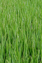 Closeup of rice paddy with ears in detail