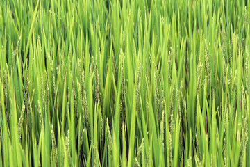 Fototapeta na wymiar Closeup of rice paddy with ears in detail