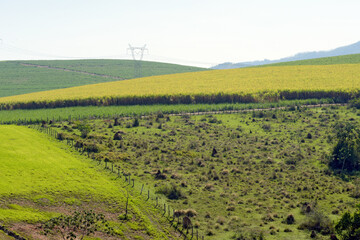 Fototapeta na wymiar Field with plantation of sugarcane and other crops