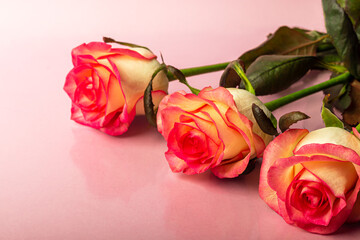 A bouquet of roses for the holiday. Women's day, Valentine's Day, name day. On a pink background with reflection.