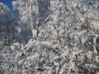 Winter snow birch tree tops. Snow covered winter birch tree tops on blue sky background