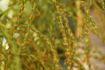 Wodyetia bifurcata flower are blooming