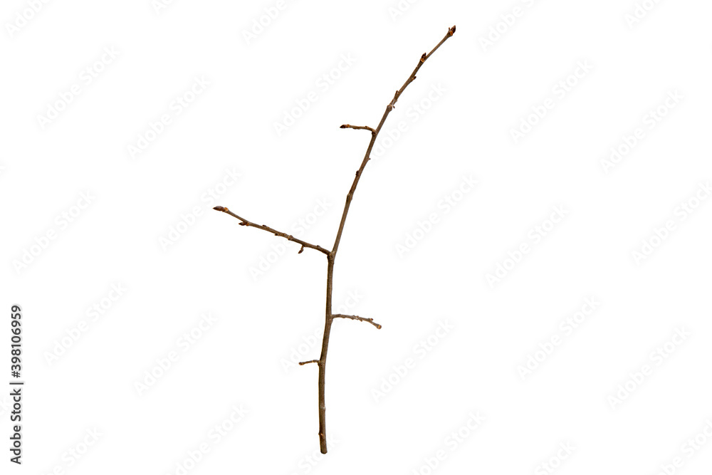 Poster tree branch without leaves isolated on white background