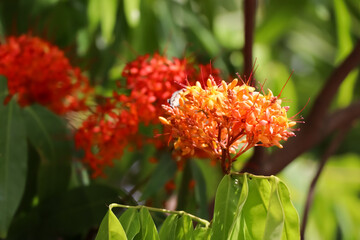 Saraca indica flower are blooming