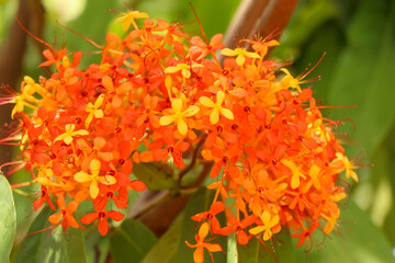 Saraca indica flower are blooming