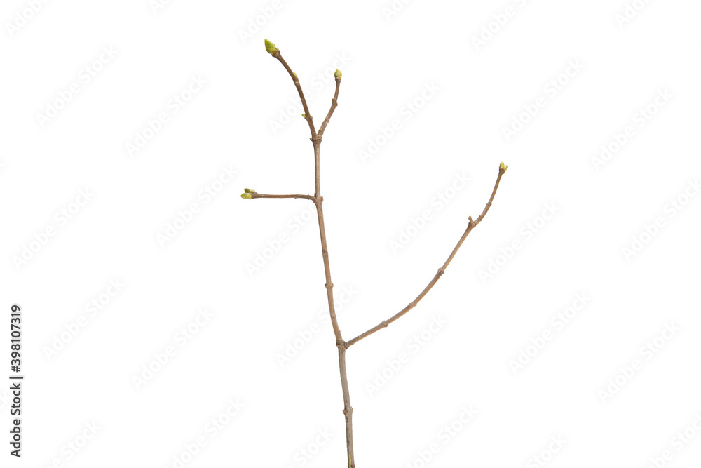 Poster tree branch without leaves isolated on white background