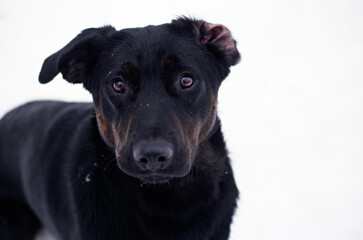 Beautiful black mix breed dog winter portrait 