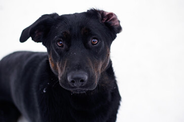 Obraz premium Beautiful black mix breed dog winter portrait 