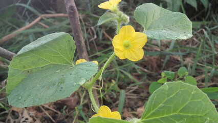 Something fun always comes from nature