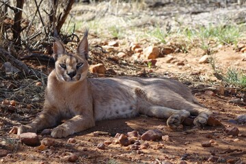 NAMIBIA, CARACAL IN THE SHADOW