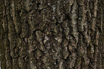 brown wood structure.a blank template.abstract background.