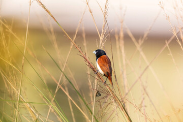 Black-headed munia (Lonchura malacca) at Rajarhat grassland, Kolkata, India