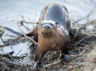 River Otter