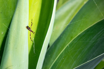 spider web on leafs