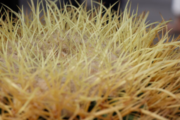 Cactus are growing up in garden