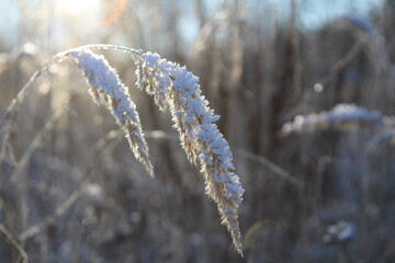 panicles of cereals covered with snow on a clear December day