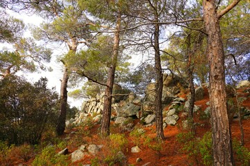 autumn in the forest