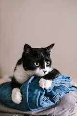 Funny cute black and white Tuxedo cat lying on the jeans near window.