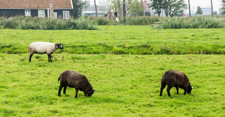 Dutch brown sheep on the grass. Zaanse Schans, Netherlands.