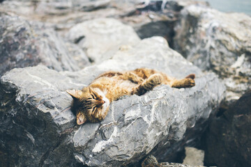 Homeless cute adult cat lies on the stones by the sea and sleeps, rests. Turkey, Istanbul. The problem of homeless animals in cities.