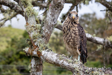 juvenile yellow-headed caracara close up